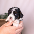 Load image into Gallery viewer, Keri