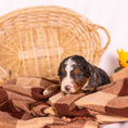 Load image into Gallery viewer, photo-355
