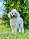 Denali, a father dog at PA Bernedoodles