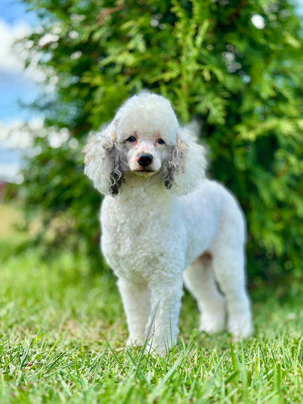 Denali, a father dog at PA Bernedoodles
