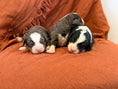 Load image into Gallery viewer, Gabby X Savage Litter (Males)

