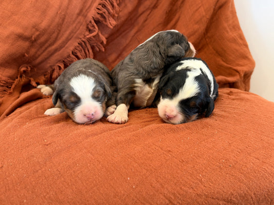 Gabby X Savage Litter (Males)