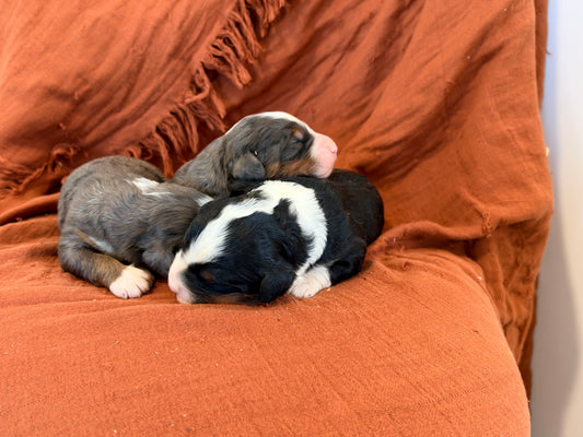 Gabby X Savage Litter (Males)