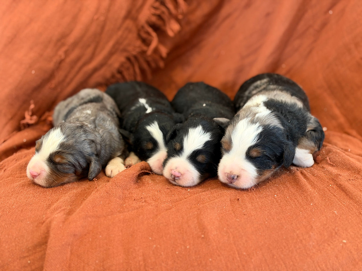 Gabby X Savage Litter (Females