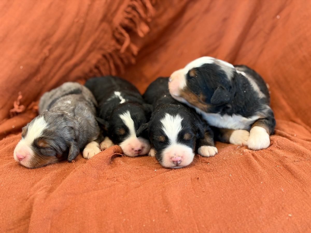 Gabby X Savage Litter (Females