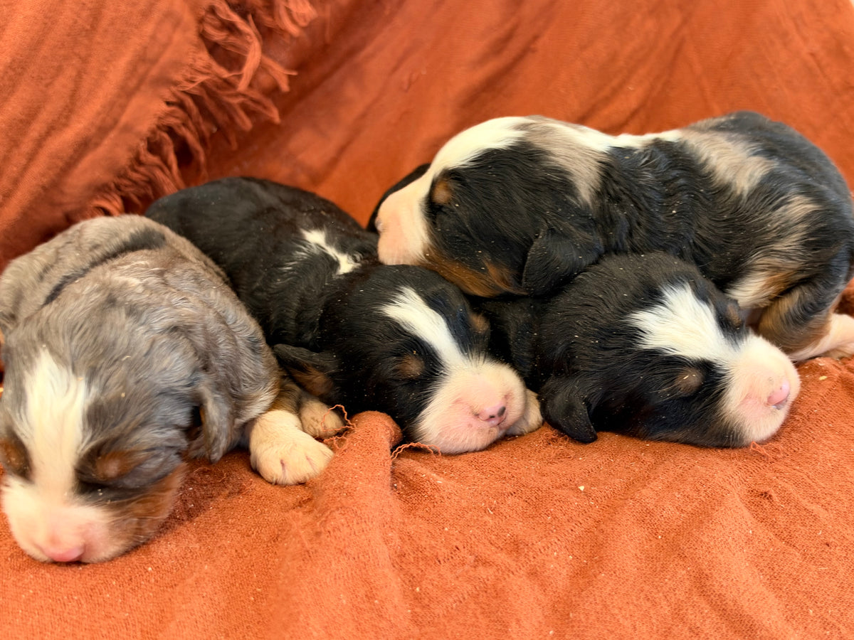 Gabby X Savage Litter (Females
