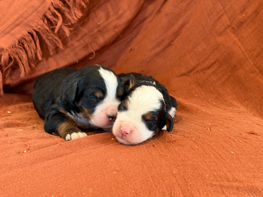Janet X Reilly Litter