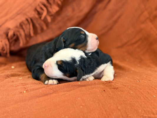 Janet X Reilly Litter