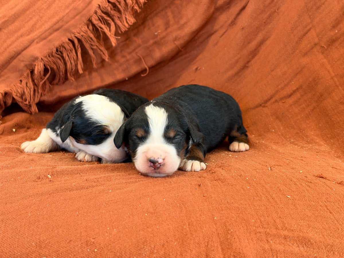 Janet X Reilly Litter