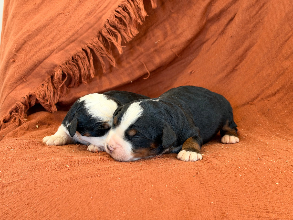 Janet X Reilly Litter