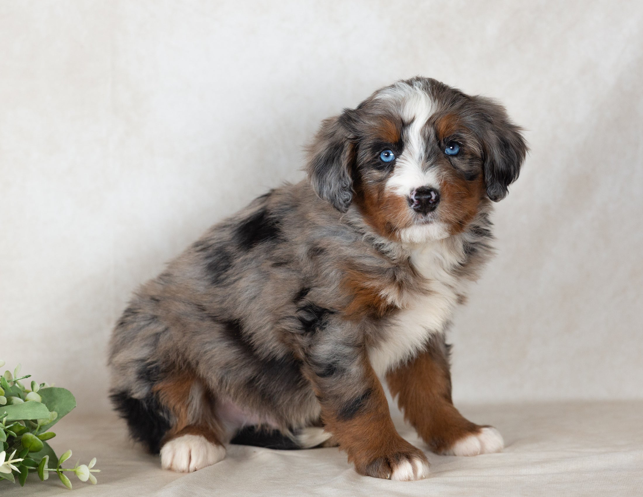 Scout