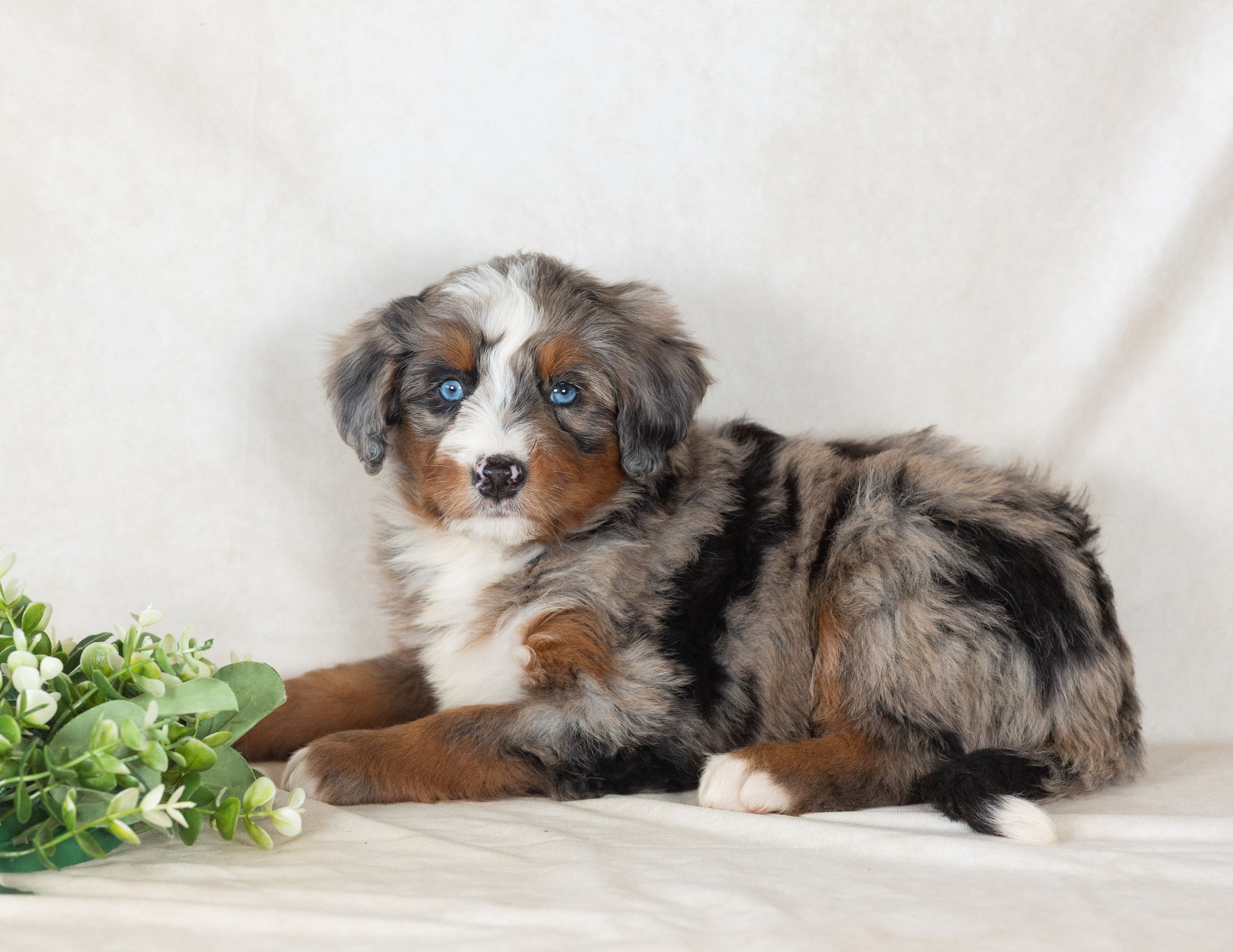 Scout