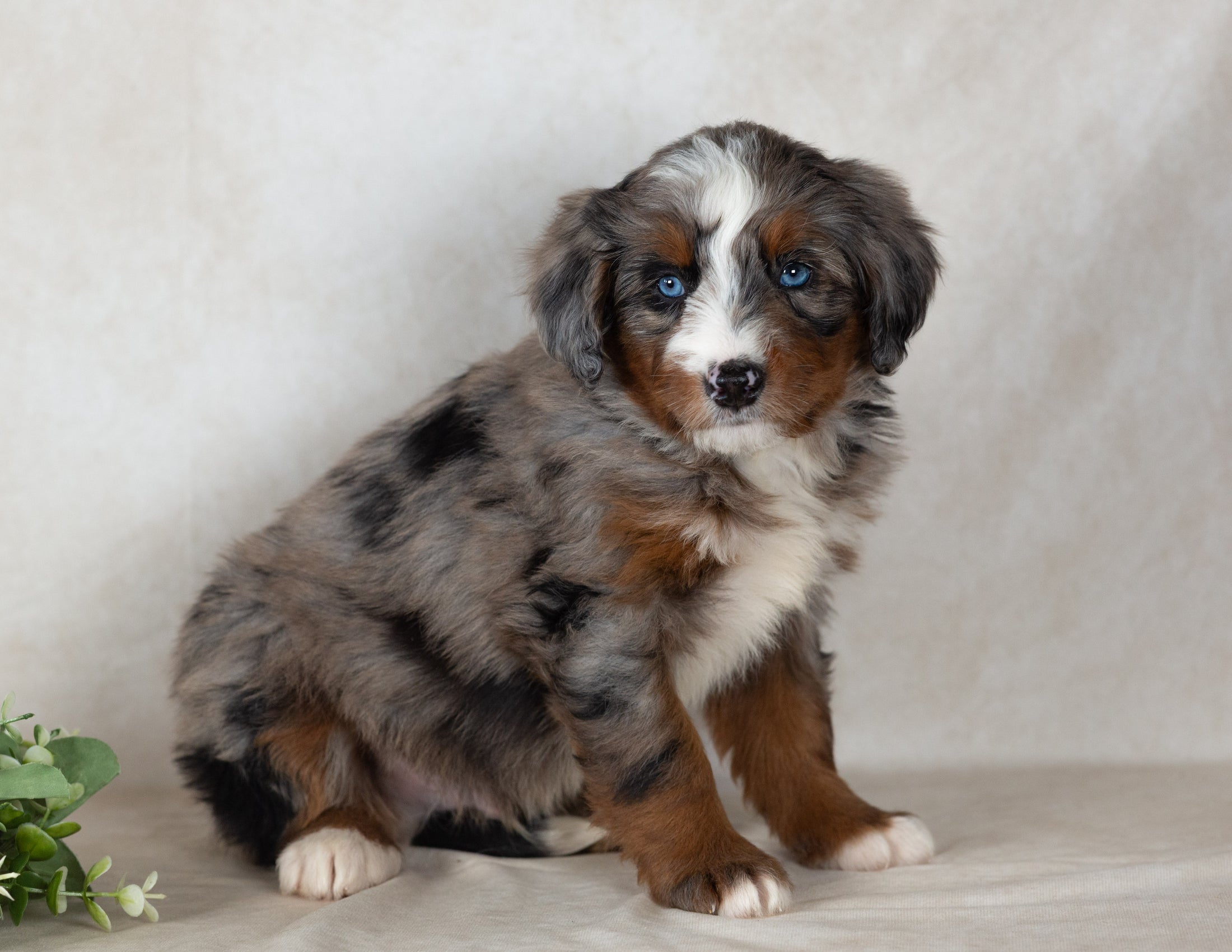 Scout