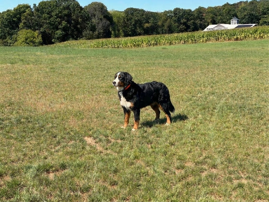 Gabby, a mother dog at PA Bernedoodles