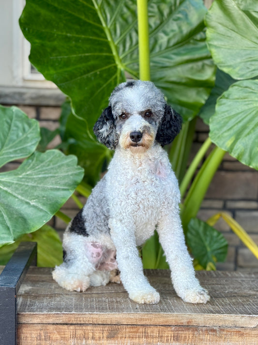 Savage, a father dog at PA Bernedoodles