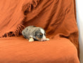 Load image into Gallery viewer, photo-412

