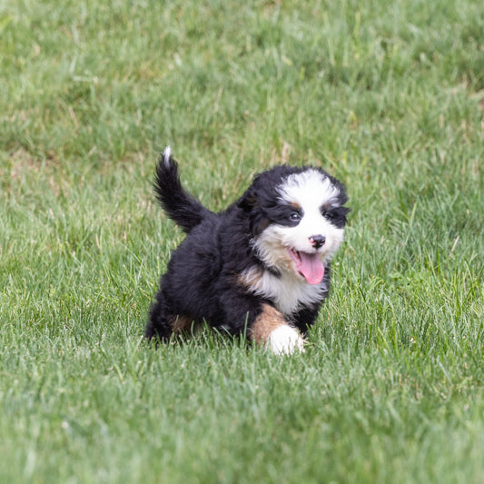 Baxter, a Standard Bernedoodle puppy