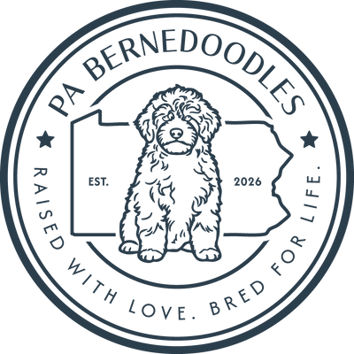 PA Bernedoodles