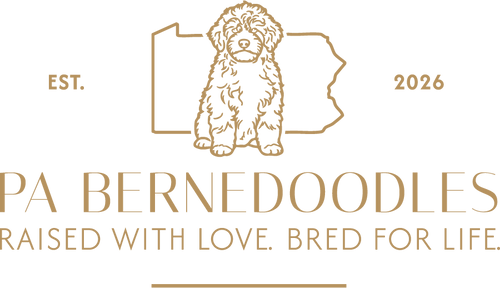 PA Bernedoodles