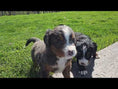 Load and play video in Gallery viewer, Selena
